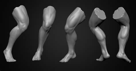 Human Legs Skeleton 3d Model