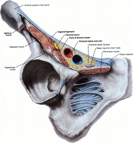 Diagram Of Male Groin Area Pin On Human Anatomy Drawing
