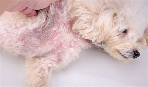 How To Treat Yeast On Dogs Skin