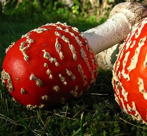 Red Mushrooms Photo By Bumpy Tours On Flickr Mushroom Pictures Slime