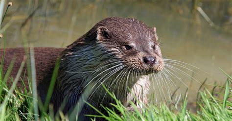 Brown Otter Near Green Grass · Free Stock Photo