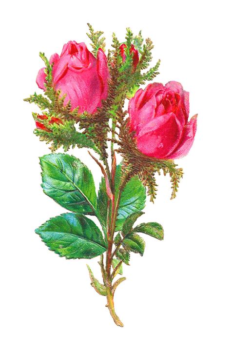 Antique Images Shabby Chic Scrapbooking Digital Pink Rose Flower Download