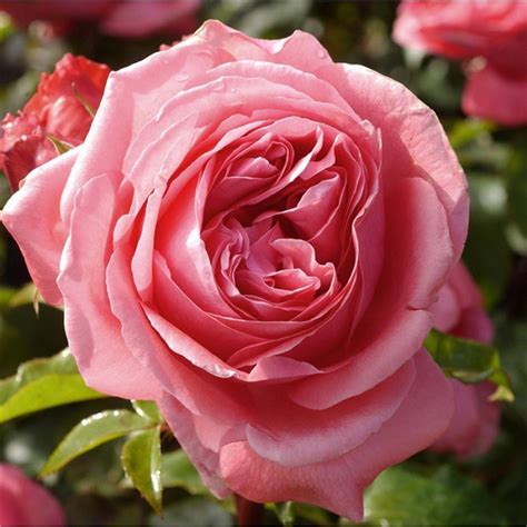 Special Anniversary Hybrid Tea Garden Roses Pococks Roses The Cornish Rose Company