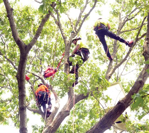 Branching Out Warwick Hosts Tree Climbing Championship Warwick Beacon