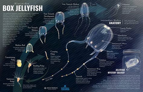 Alatinidae Box Jellyfish Known Life Stages And Anatomy Ami 2018 Meeting