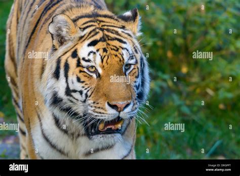 Sibirischer Tiger Panthera Tigris Altaica Siberian Tiger Stock Photo