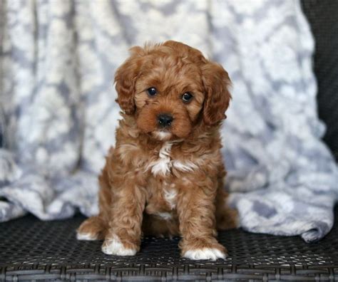 Our cockapoo puppies are raised in a healthy, loving environment. Meet #Adorable and #Cuddly Radley the #Cavapoo His # ...