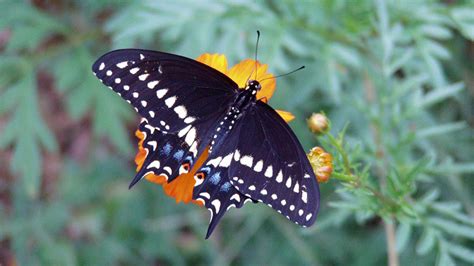 Black And White Butterfly Is Standing On Yellow Flower Hd Birds