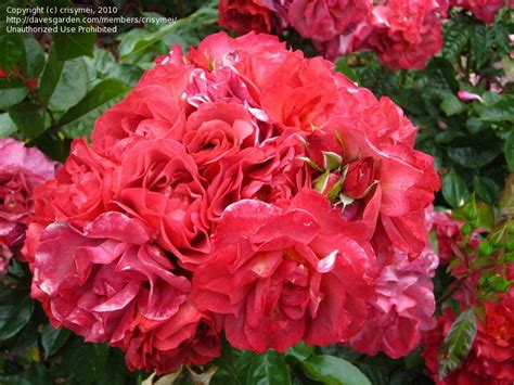 Floribunda roses shrub roses rose foto ronsard rose patio trees rose trees coming up roses growing roses hybrid tea roses. PlantFiles Pictures: Floribunda Rose 'Cinco de Mayo' (Rosa ...