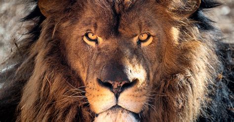 Lion evolution study reveals a roadmap for big cat repopulation