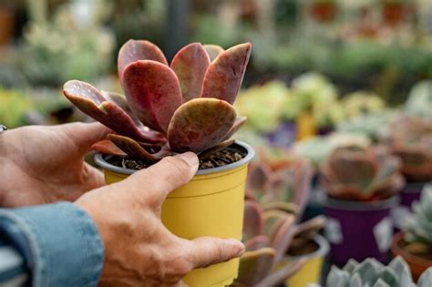 Premium Photo Caucasian Womans Hand Holding A Succulent Plant While Enjoying Shopping In The