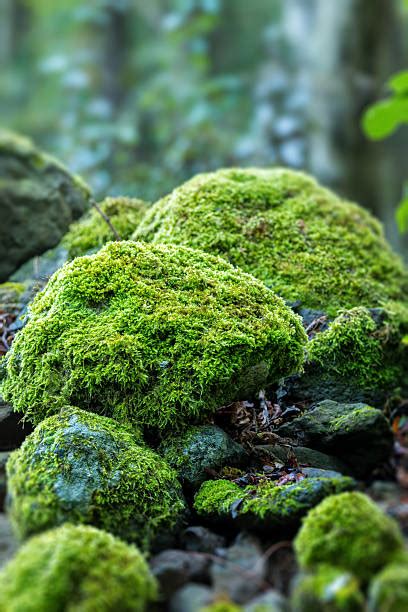 Royalty Free Moss Pictures Images And Stock Photos Istock