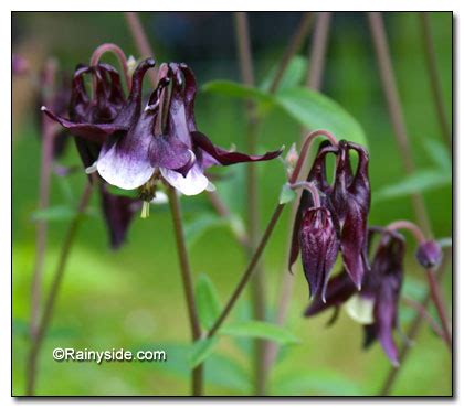 If for any reason you are unsatisfied with a product's performance within the first growing season, we encourage the customer to contact our customer service department. Aquilegia vulgaris 'William Guiness' - COLUMBINE