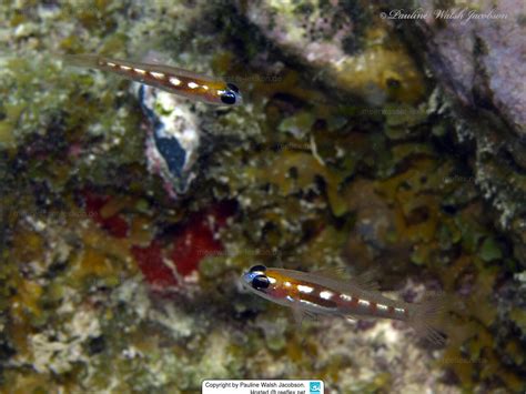 Coryphopterus Personatus Masked Goby Glass Goby