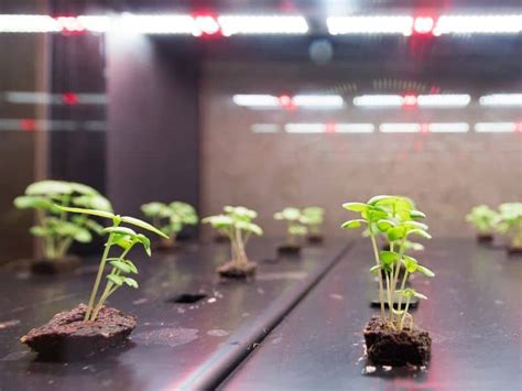 How To Plant Hydroponic Seeds For A Great Harvest