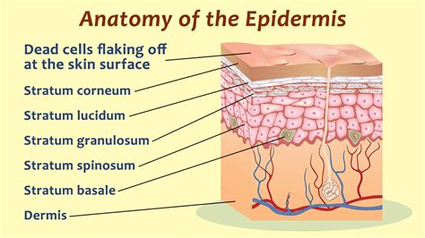 Do You Know Your Skin Layers Of The Epidermis And Their Functions
