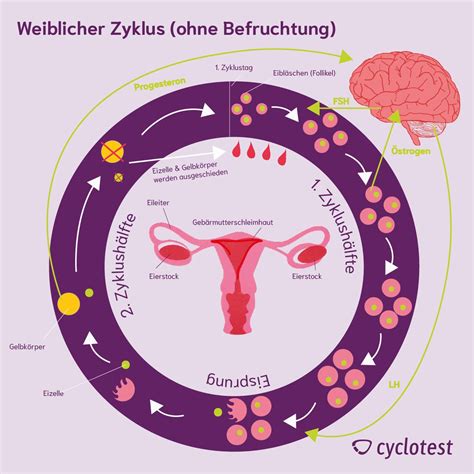 menstruationszyklus wie funktioniert der zyklus cyclotest