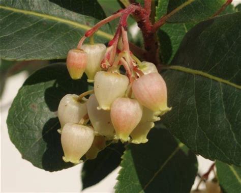 Caratteristiche e indicazioni utili per coltivare tutte le principali piante fruttifere. Alberi da frutto: Corbezzolo