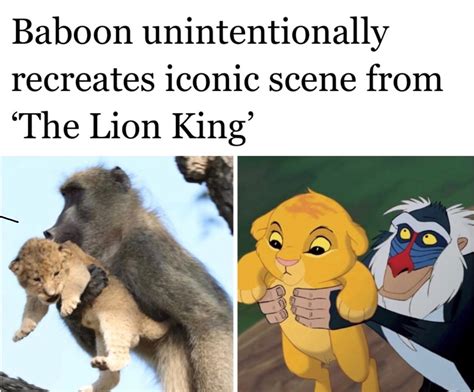 Real Lion King Meme By Iliektrainsguy Memedroid Vrogue Co