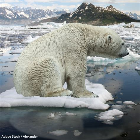 Polar Bears Are Facing Extinction Not Just Vulnerability Take