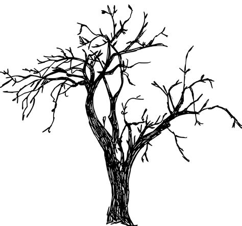 Drawing Tree Png Png Image Collection