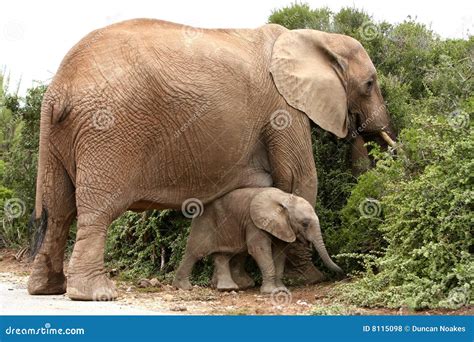 Mama Y Bebé Del Elefante Africano