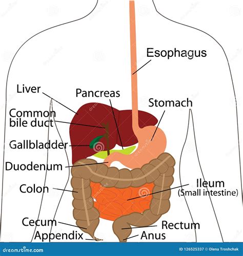 Sistema Digestivo Organos