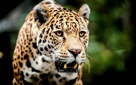 Jaguar Face Jaguar Animal Animals Big Cats