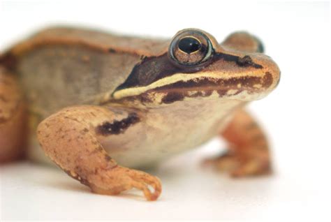 Wood Frog 10 Qandas Help You Learn About The Whole Life Of A Wood Frog