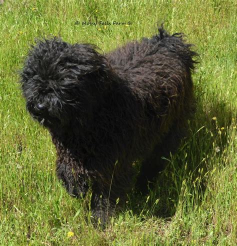 Hungarian Puli Puppies Love To Have Fun Hungarian Puli Puppies Puli