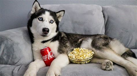 my huskies had a movie night without me youtube