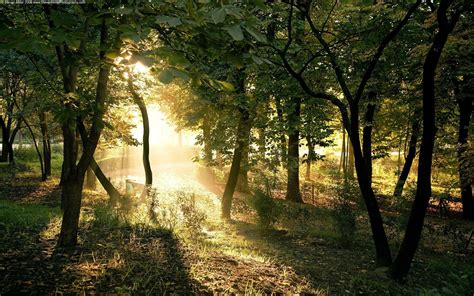 Wallpaper Sun Beams Wood Path Trees Awakening 1920x1200