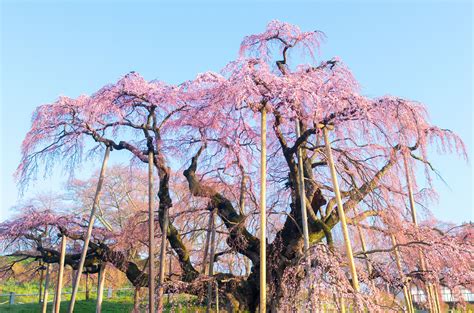 1000 Year Old Cherry Tree Blooms In Japan