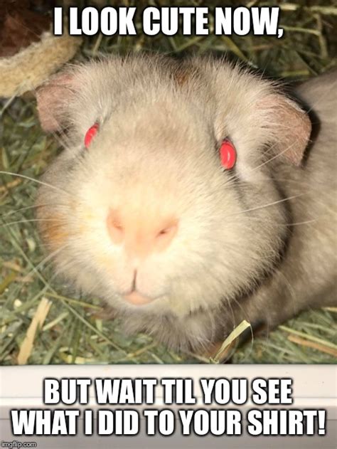 Guinea Pig Memes And S Imgflip