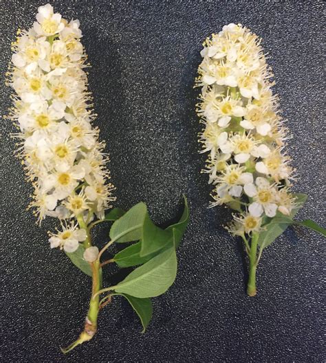 The leaves have a distinct center vein with prickly hairs above and cottony pubescence below. identification - Bee-attracting tall shrub with cones of ...