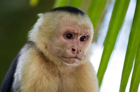 Create Meme Monkey Capuchin Capuchin Pictures Meme