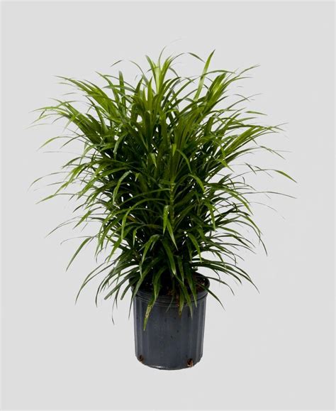 This is a durable popular tropical house plant from. Dracaena Reflexa 'Anita Variegata' | Airifier
