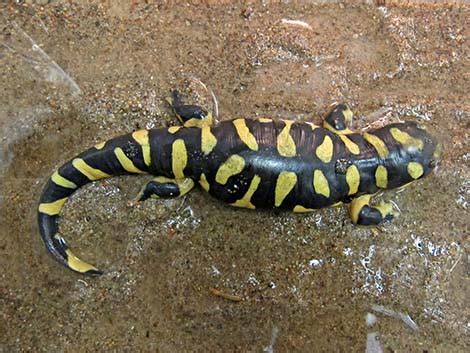 Wildlife Around Las Vegas Barred Tiger Salamander Ambystoma Mavortium