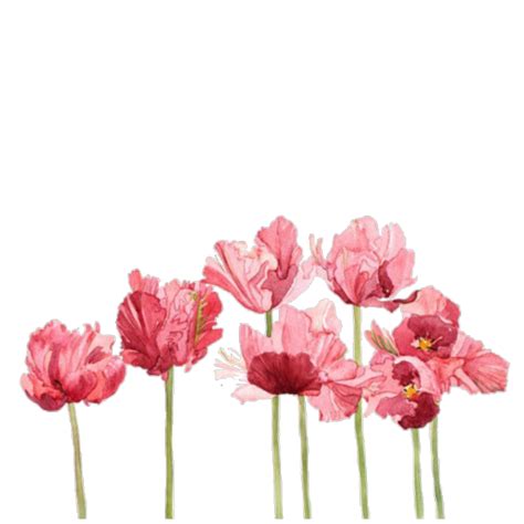 Aesthetic Flowers Transparent Png Png Mart