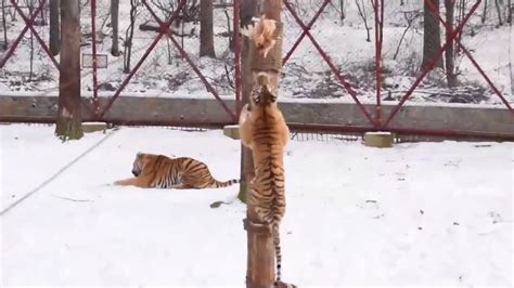 Maybe you would like to learn more about one of these? Did you know tigers can climb trees? - YouTube