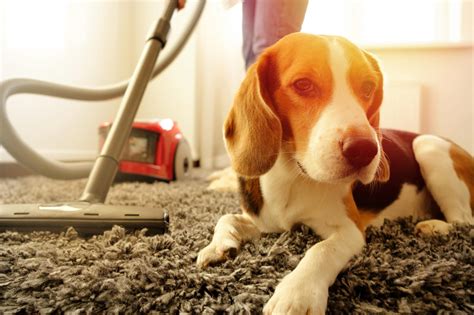 Pet Safe Cleaning How To Clean Safely When You Have A Dog Or Cat