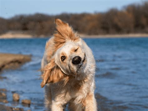 Why Your Dog Keeps Shaking His Head And How To Help Pethelpful