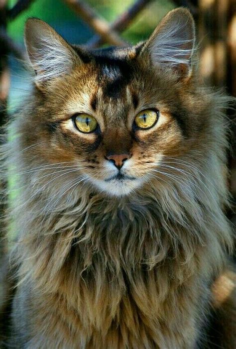 This Cat Looks Like A Lion Cat Chat Gato Adorable