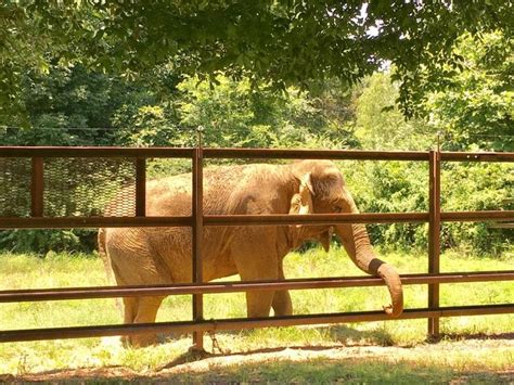Not Many Know About Arkansas Elephant Sanctuary