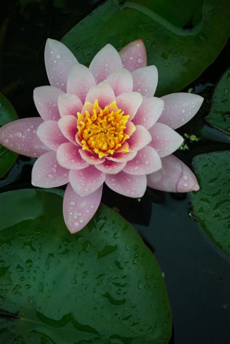 Фотография Water Lily автор David Bogard на 500px Экзотические цветы