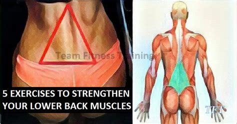Alle muscles are detailed described incl. 5 EXERCISES TO STRENGTHEN YOUR LOWER BACK MUSCLES - TrainHardTeam