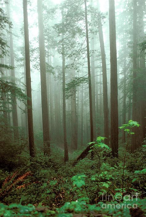 Fog In The Redwood Forest Redwood National Park Photograph By Wernher
