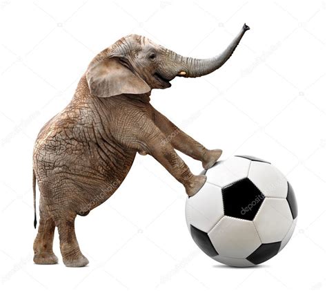 African Elephant With Soccer Ball Stock Photo By ©vencav 65576029