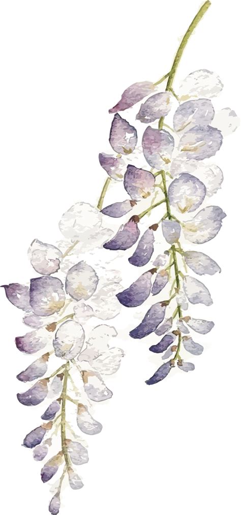 Download Hd Wisteria Flower Png Watercolor Purple Flowers Png