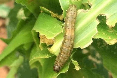 Fall Armyworm Destroyer Of Maize Farms Causes Concern In India